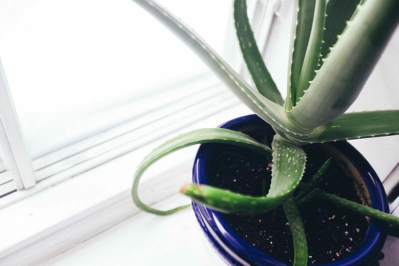 Succulents: Aloe