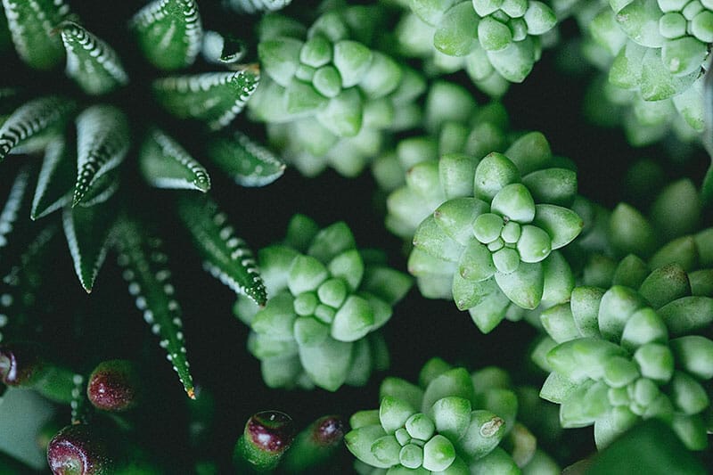 Succulents: Donkey's Tail