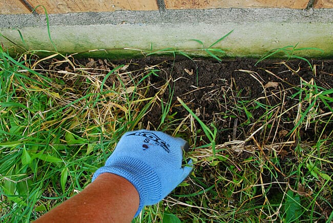 flowerbed renovation